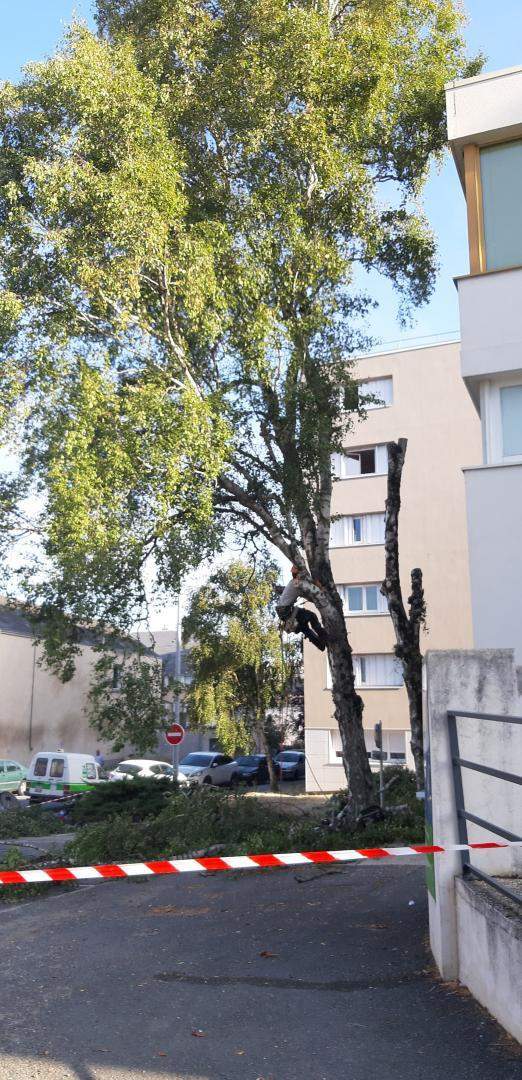 Elagage d'arbre Cher