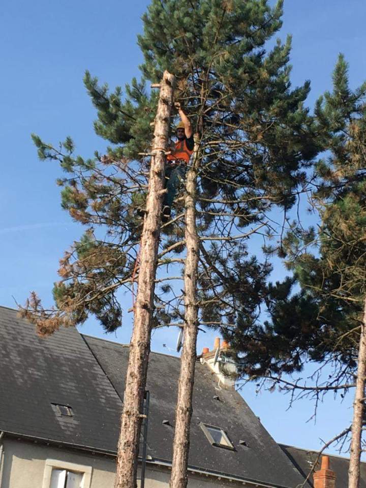 Travaux d'élagage Cher