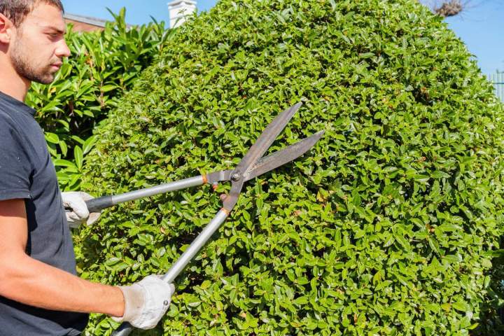 Entretien de haies Cher