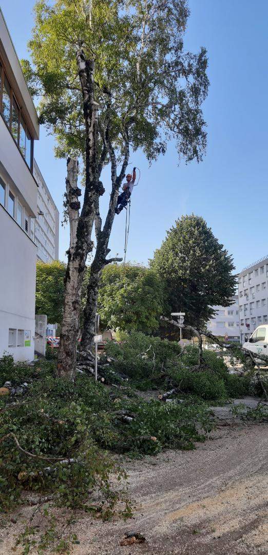 Travaux forestiers dans le Cher