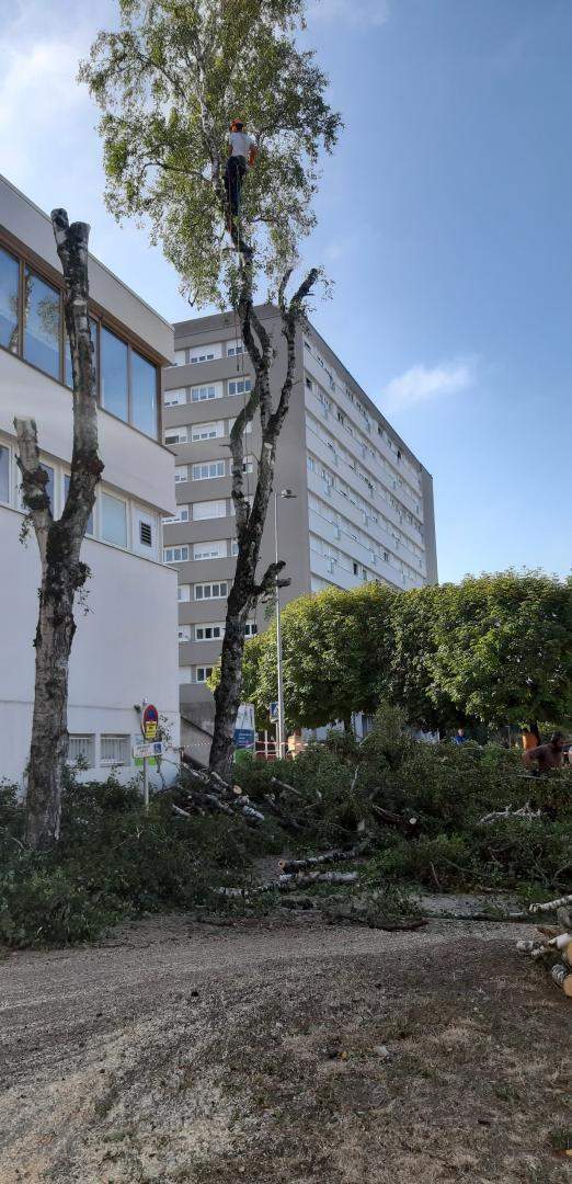 Elagage d'arbre Cher