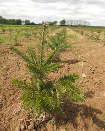 Capture d’écran 2025 11 17 090138