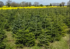 Capture d’écran 2025 11 17 090203