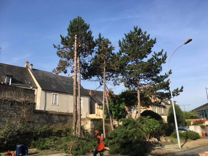 Elagage arbre Cher