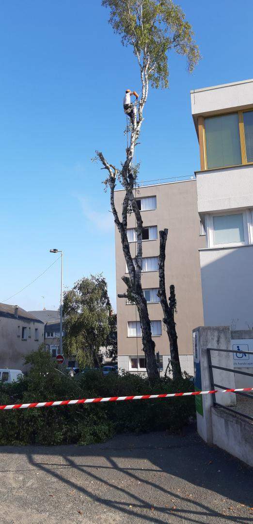Elagage d'arbre Cher