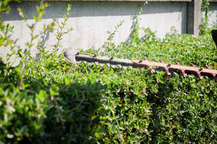 Entretien de haies Cher