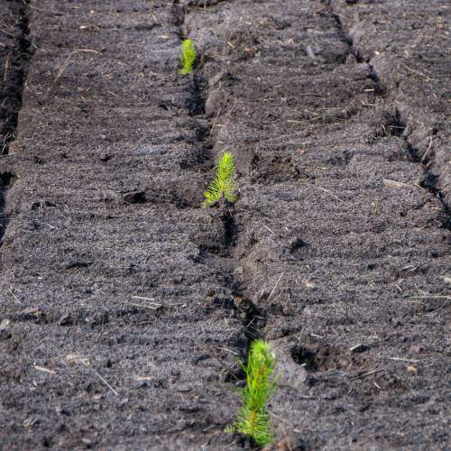 plantation forestiere FR 500 0027339